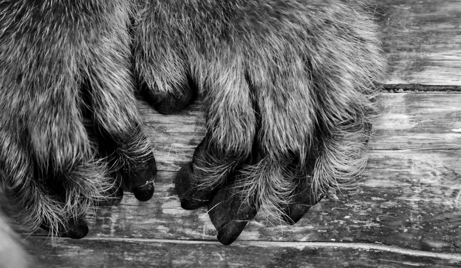 Nikon D7200 sample photo. Barbary ape, hand, endangered photography