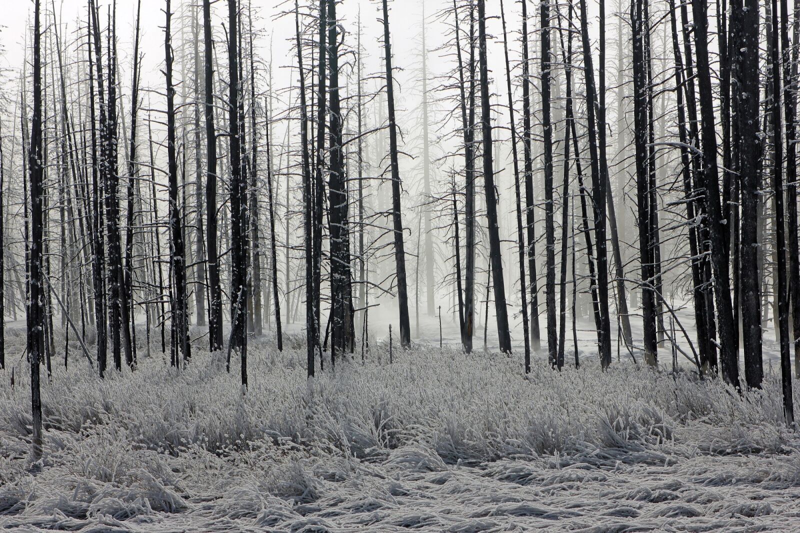 Canon EOS 550D (EOS Rebel T2i / EOS Kiss X4) sample photo. Forest, frost, trees photography