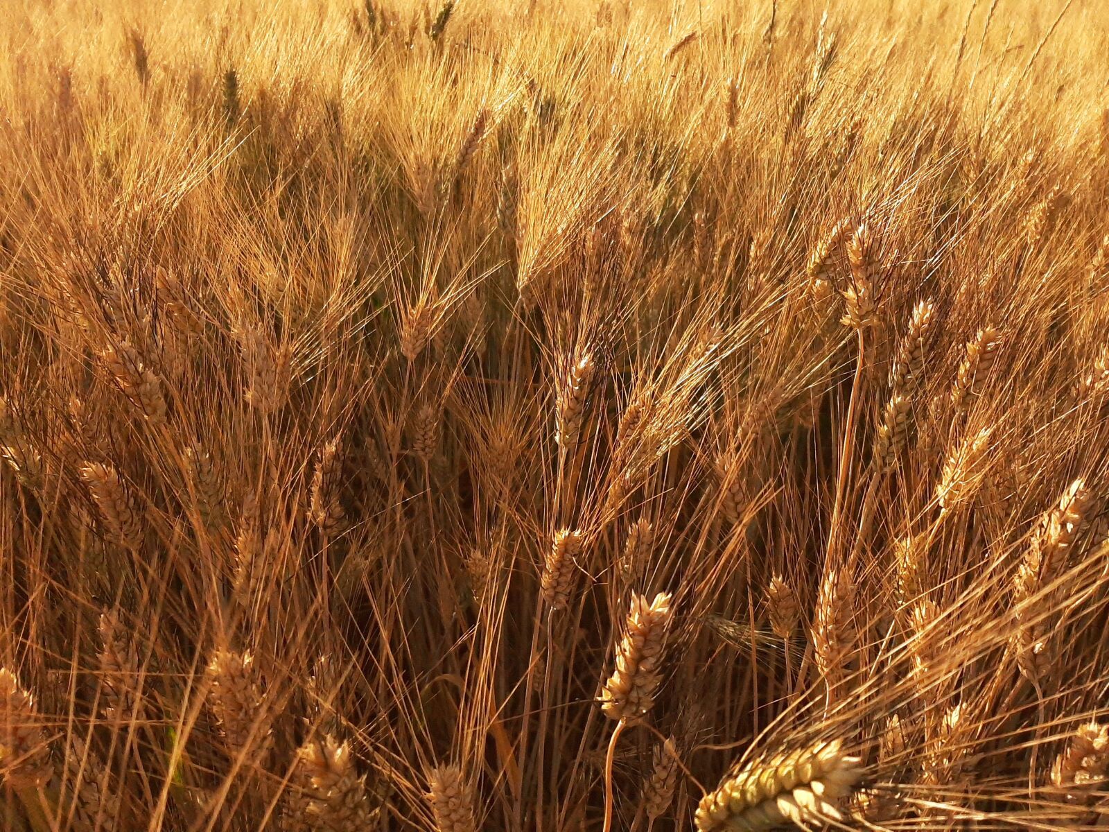 Samsung Galaxy A50 sample photo. Wheat, bread, nutrition photography