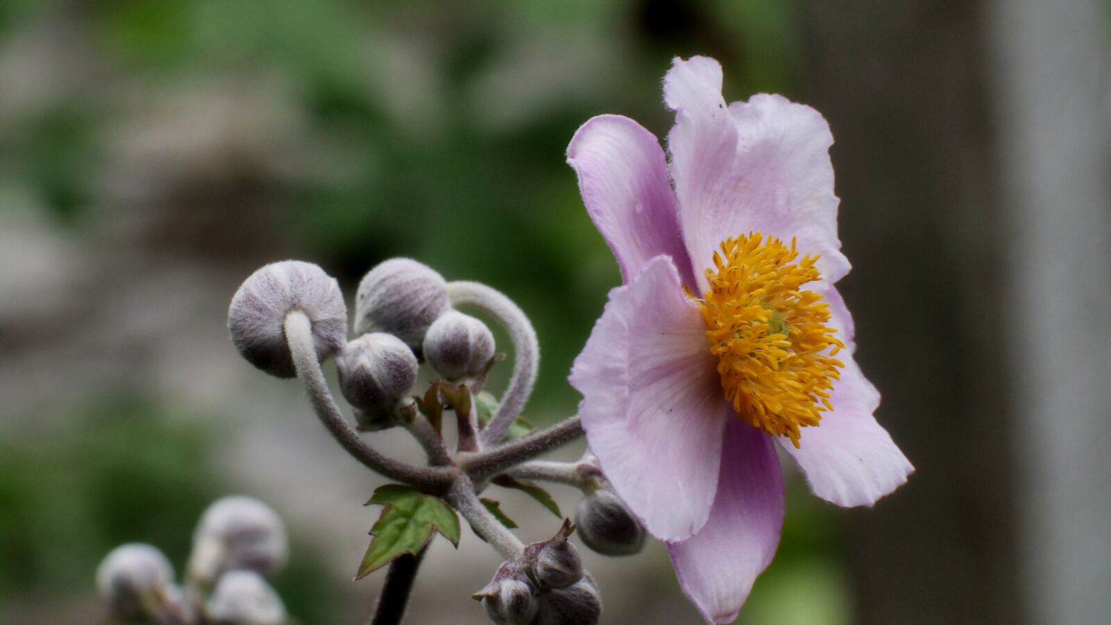 Panasonic Lumix DC-GH5 sample photo. Japanese anemone, flowers, garden photography