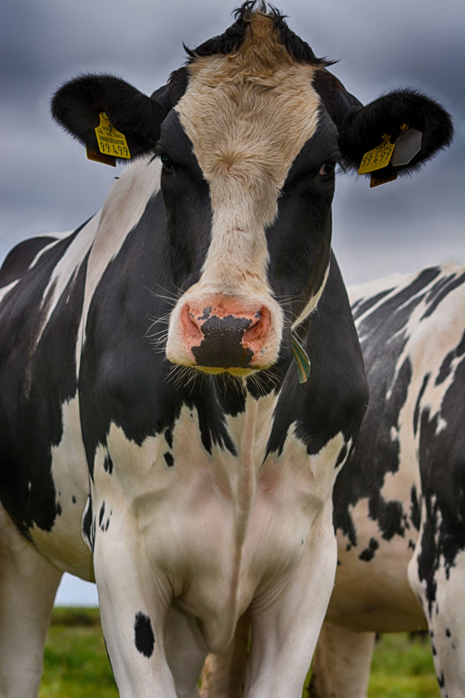 Nikon D5200 sample photo. Cow, pasture, cattle photography