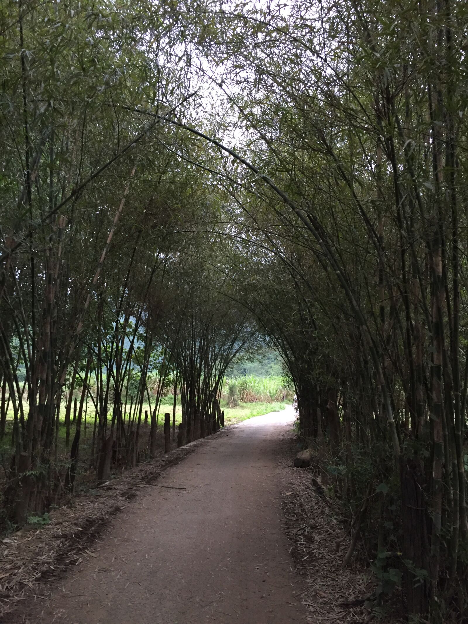 iPhone 6 back camera 4.15mm f/2.2 sample photo. Bamboo tree, road, curb photography