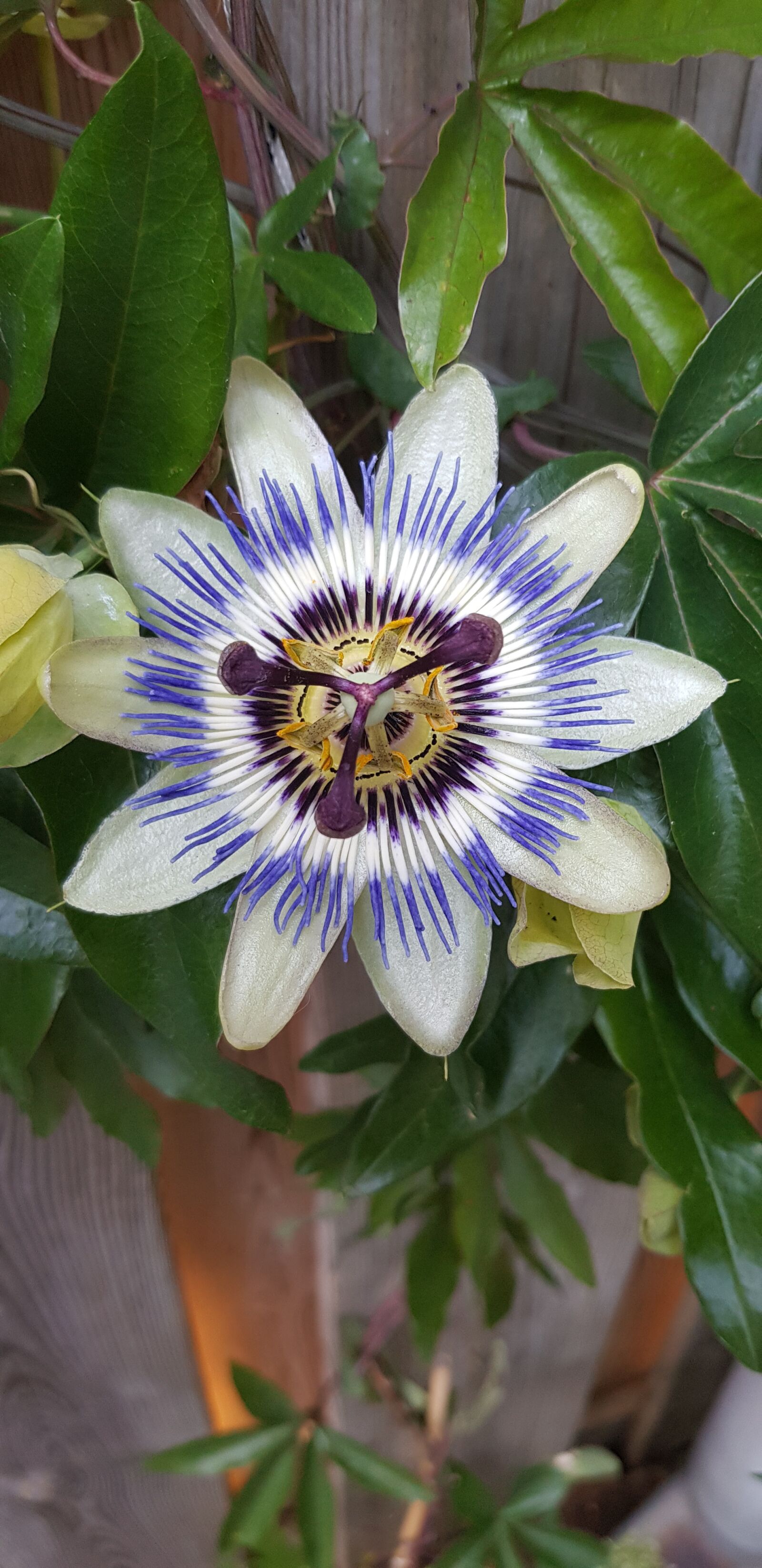 Samsung Galaxy S8 sample photo. Passiflora, garden, flowers photography