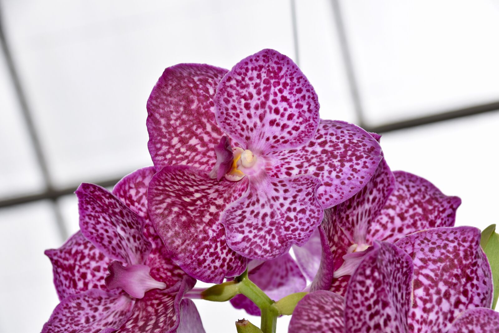 Nikon D5600 sample photo. Flower, flower pink orchid photography