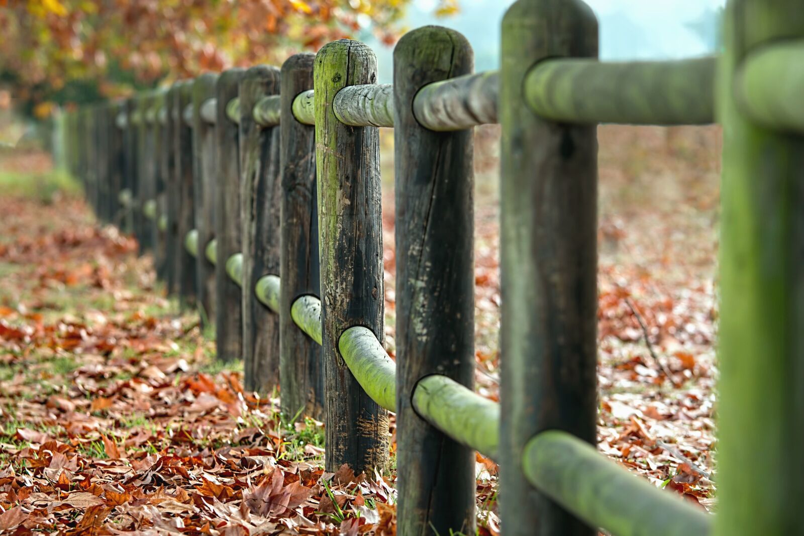 Canon EOS 70D sample photo. Fence, tree, leaf, grass photography
