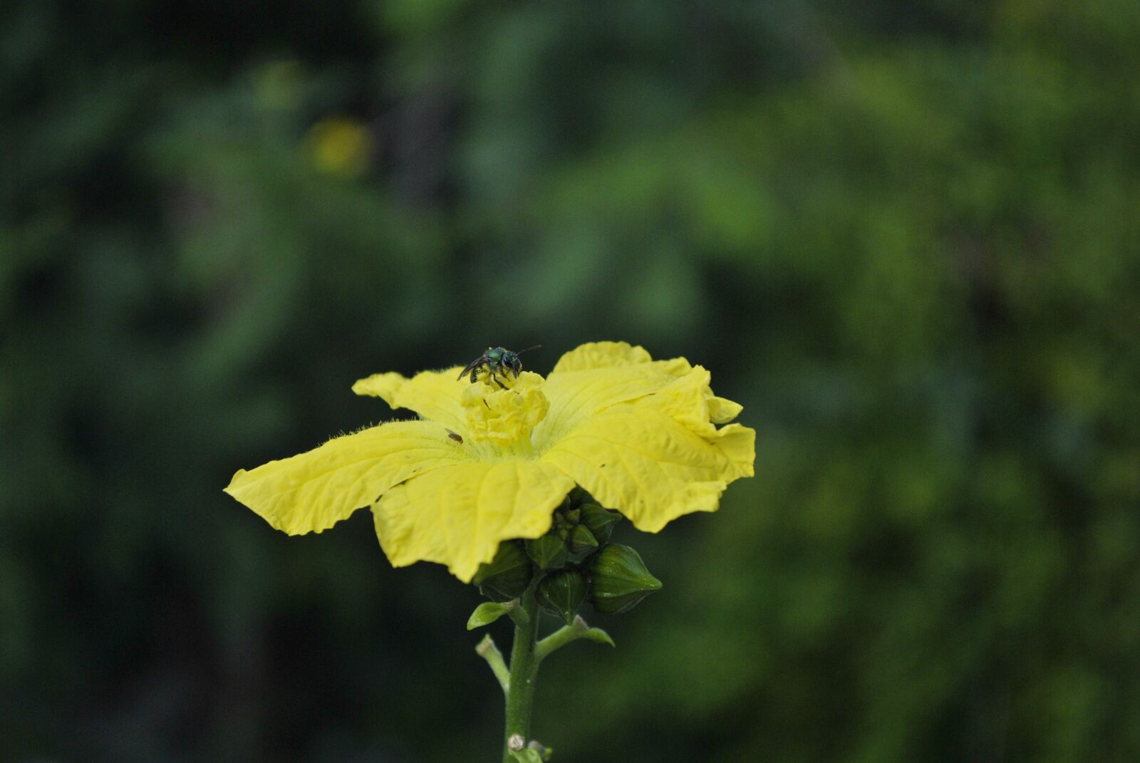 Nikon D3000 sample photo. Flower loofah, plant, garden photography
