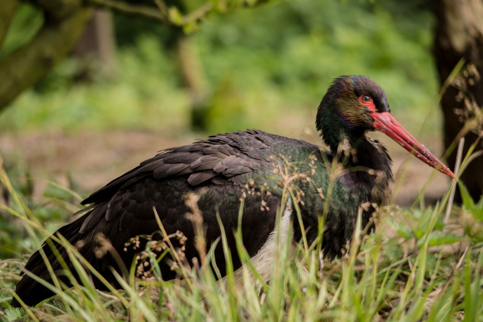 Nikon D610 sample photo. Black stork, bird, rarely photography