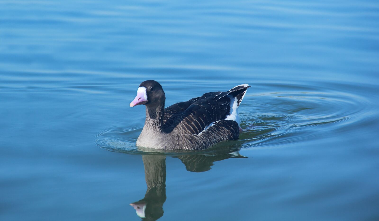 Canon EOS 60D sample photo. Water, bird, lake photography