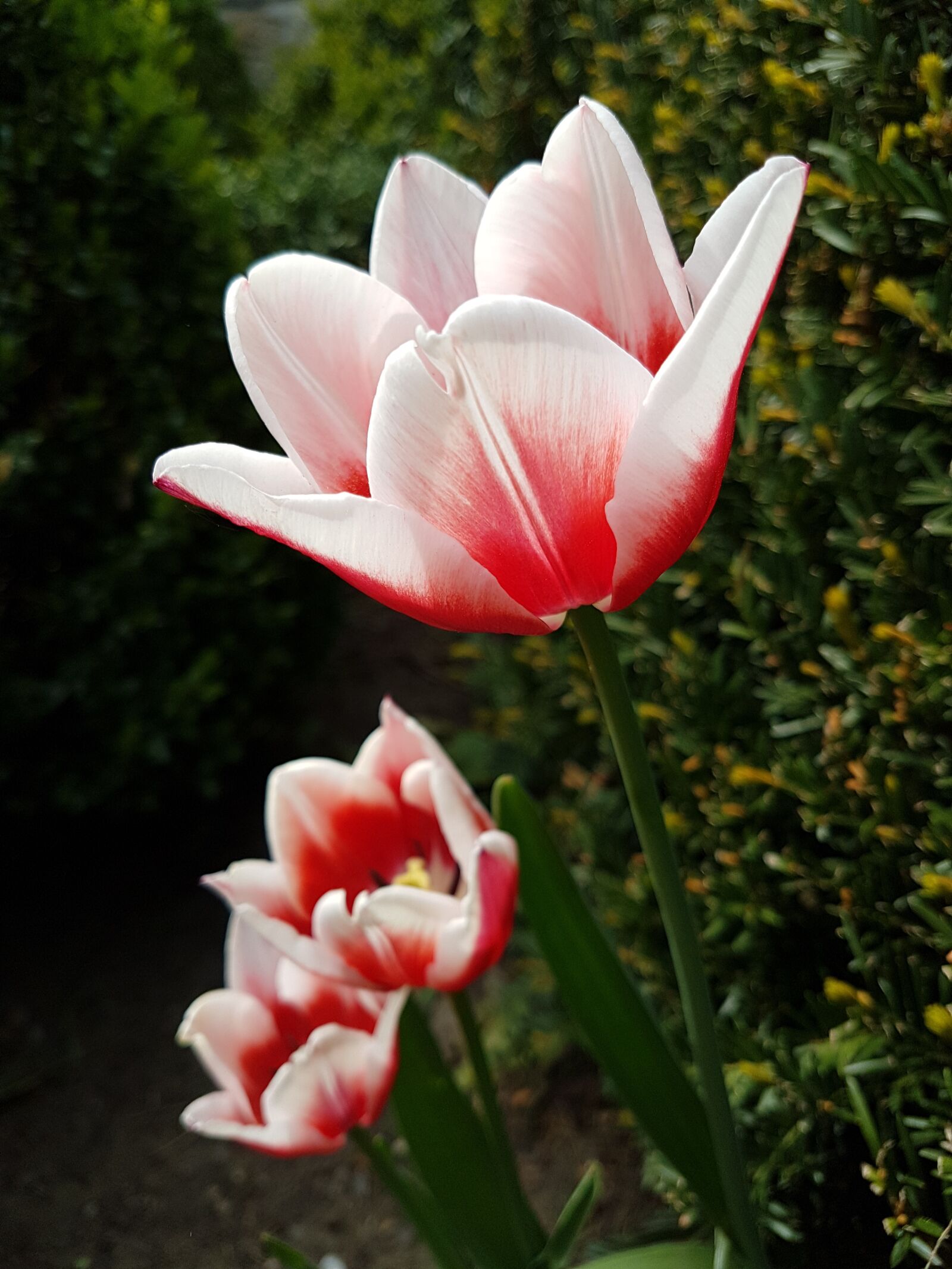 Samsung Galaxy S7 Edge sample photo. Tulips, flowers, nature photography