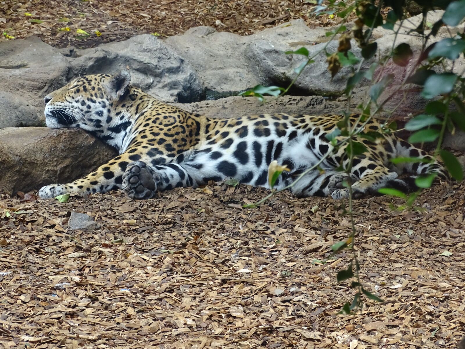 Sony Cyber-shot DSC-HX400V sample photo. Cheetah, zoo, predator photography