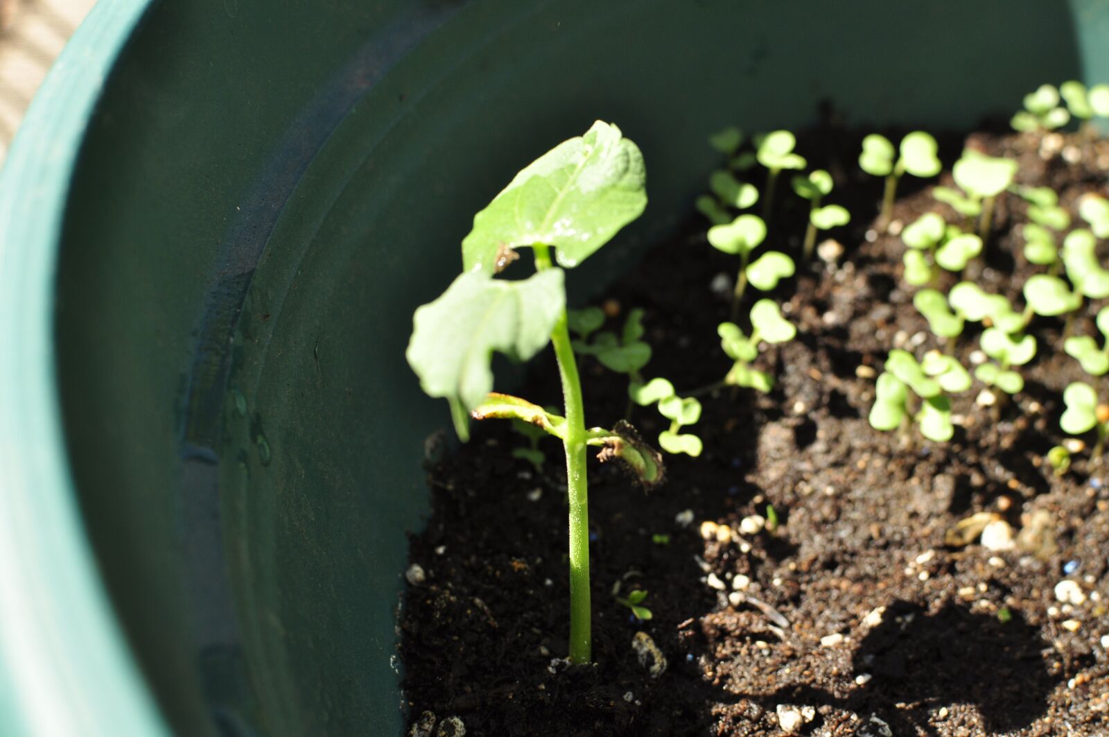 Nikon D5000 sample photo. Plants, seedings, sprout photography