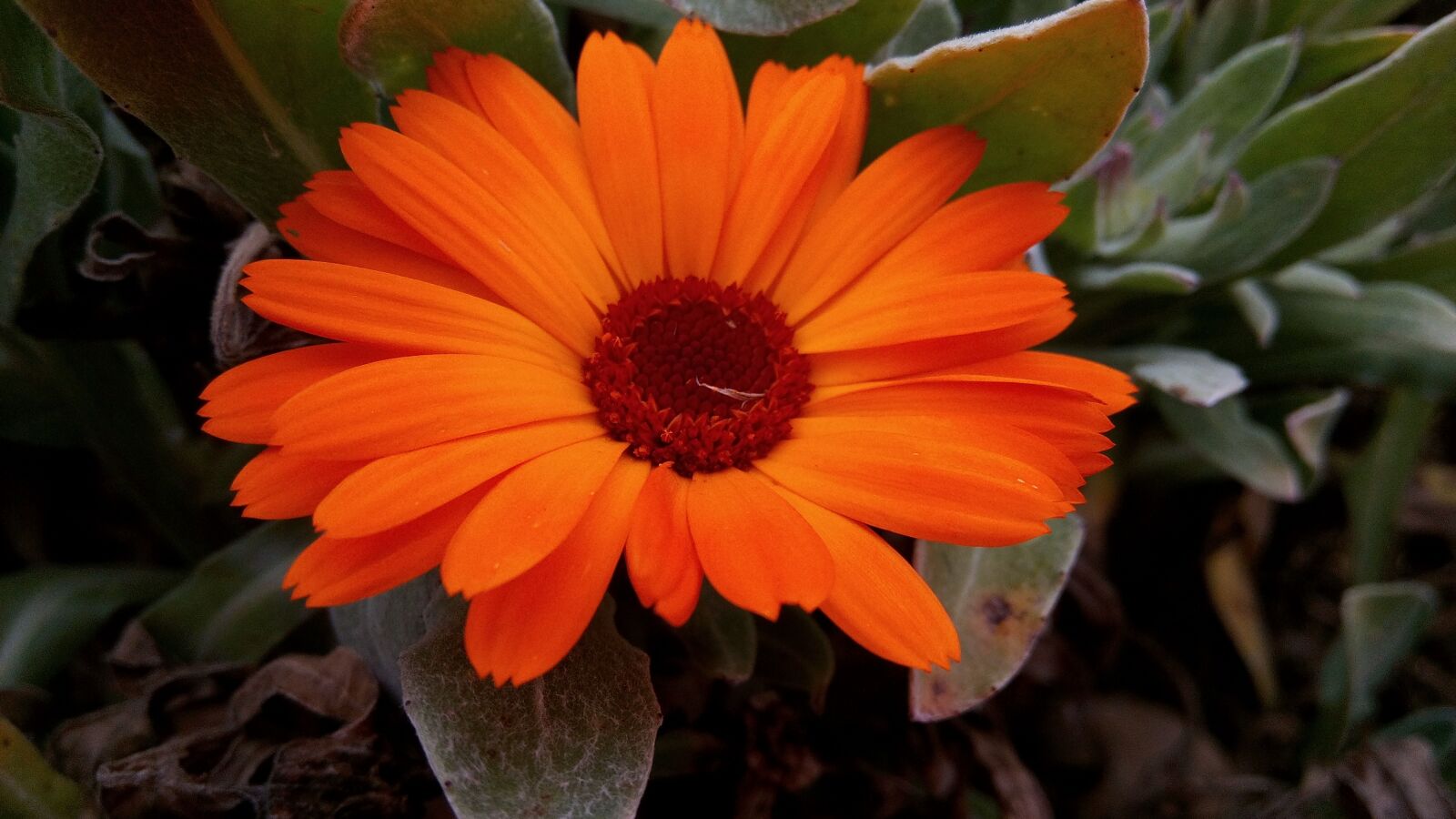 WIKO GETAWAY sample photo. Marigolds, flowers, spring nature photography