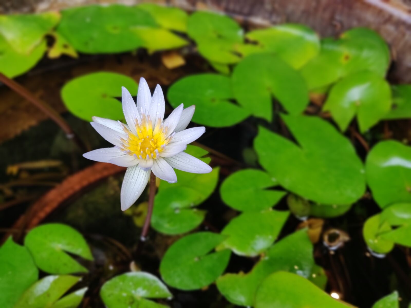 OnePlus A6000 sample photo. Flower, water, nature photography