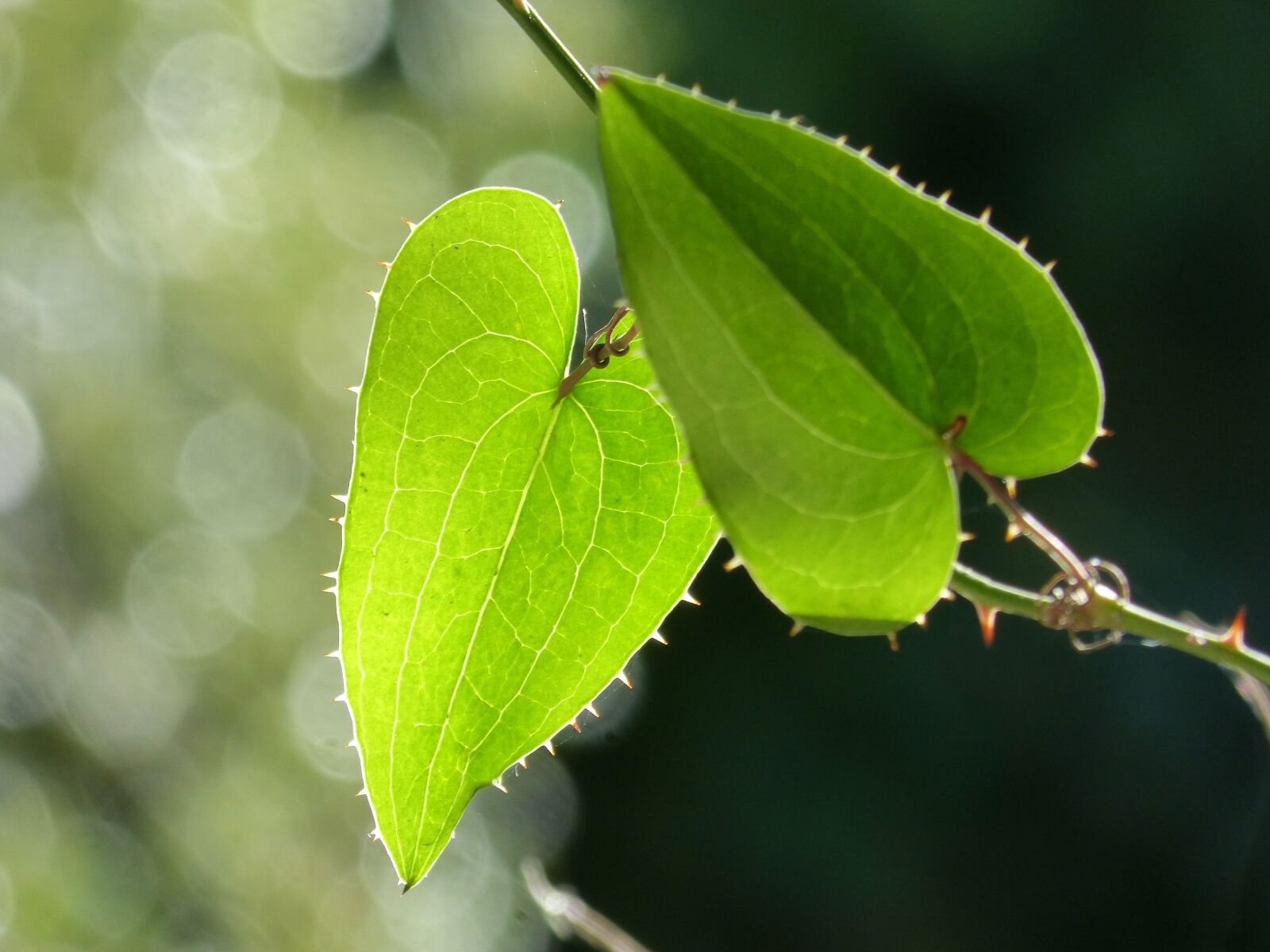 Panasonic DMC-FZ62 sample photo. Leaf, sarsaparilla, translucent photography