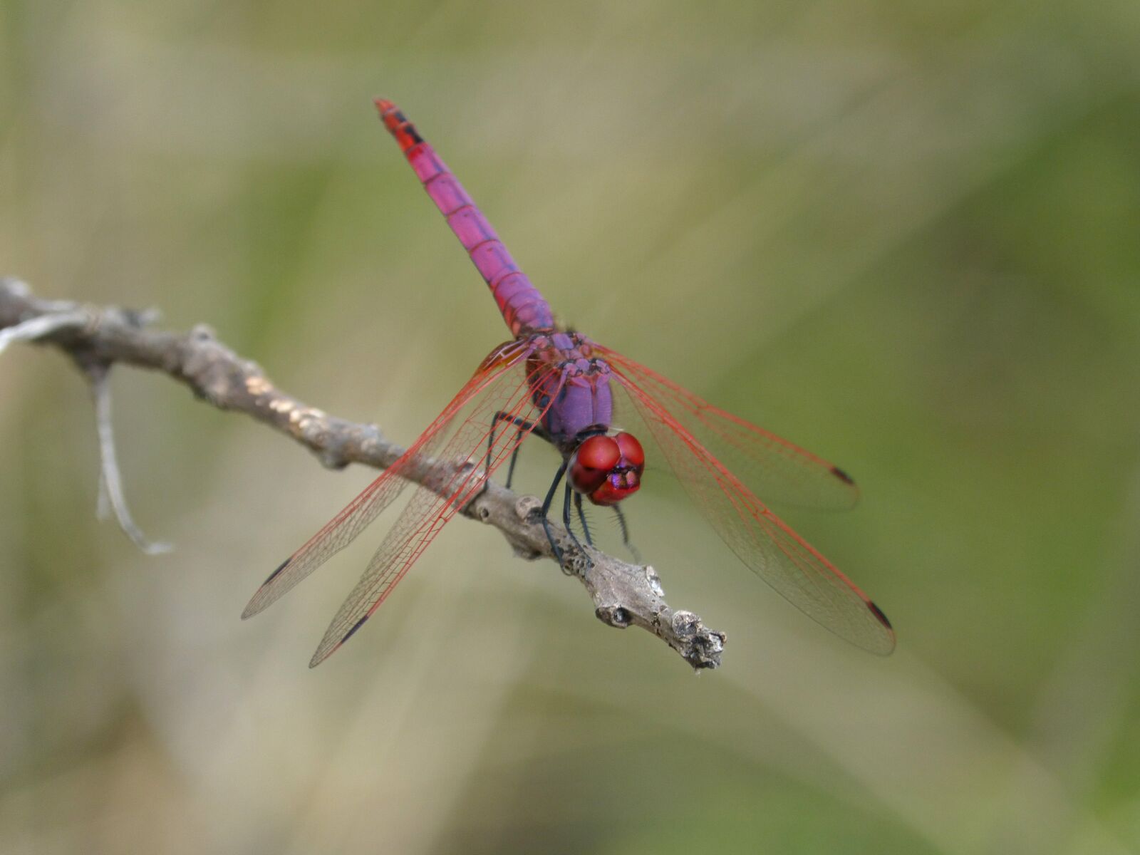 Panasonic DMC-FZ62 sample photo. Dragonfly, red dragonfly, garnet photography