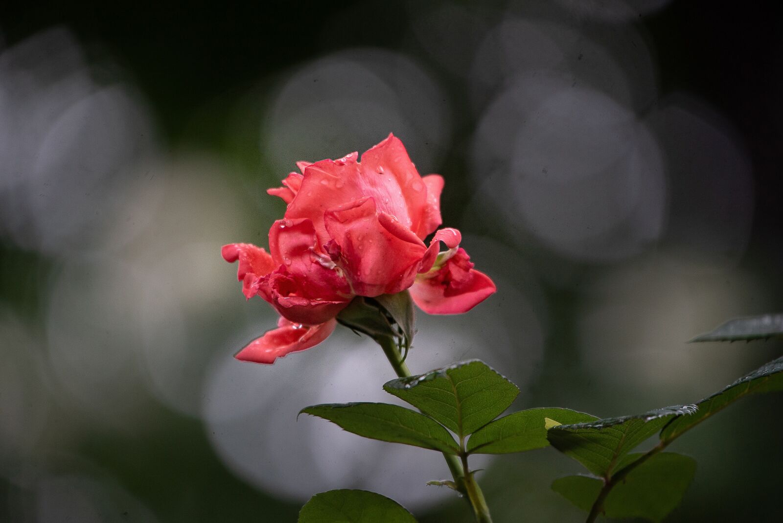 Sony a7S II sample photo. May, rose, flower photography