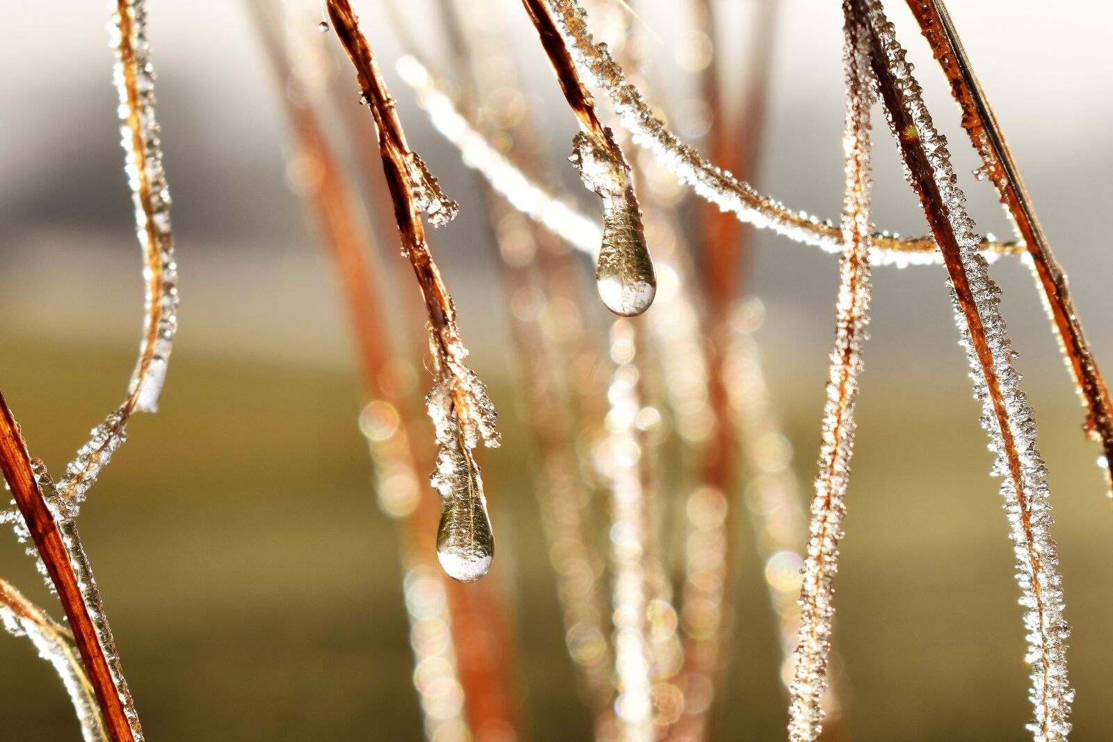 Nikon D5500 sample photo. Drip, dew, dewdrop photography