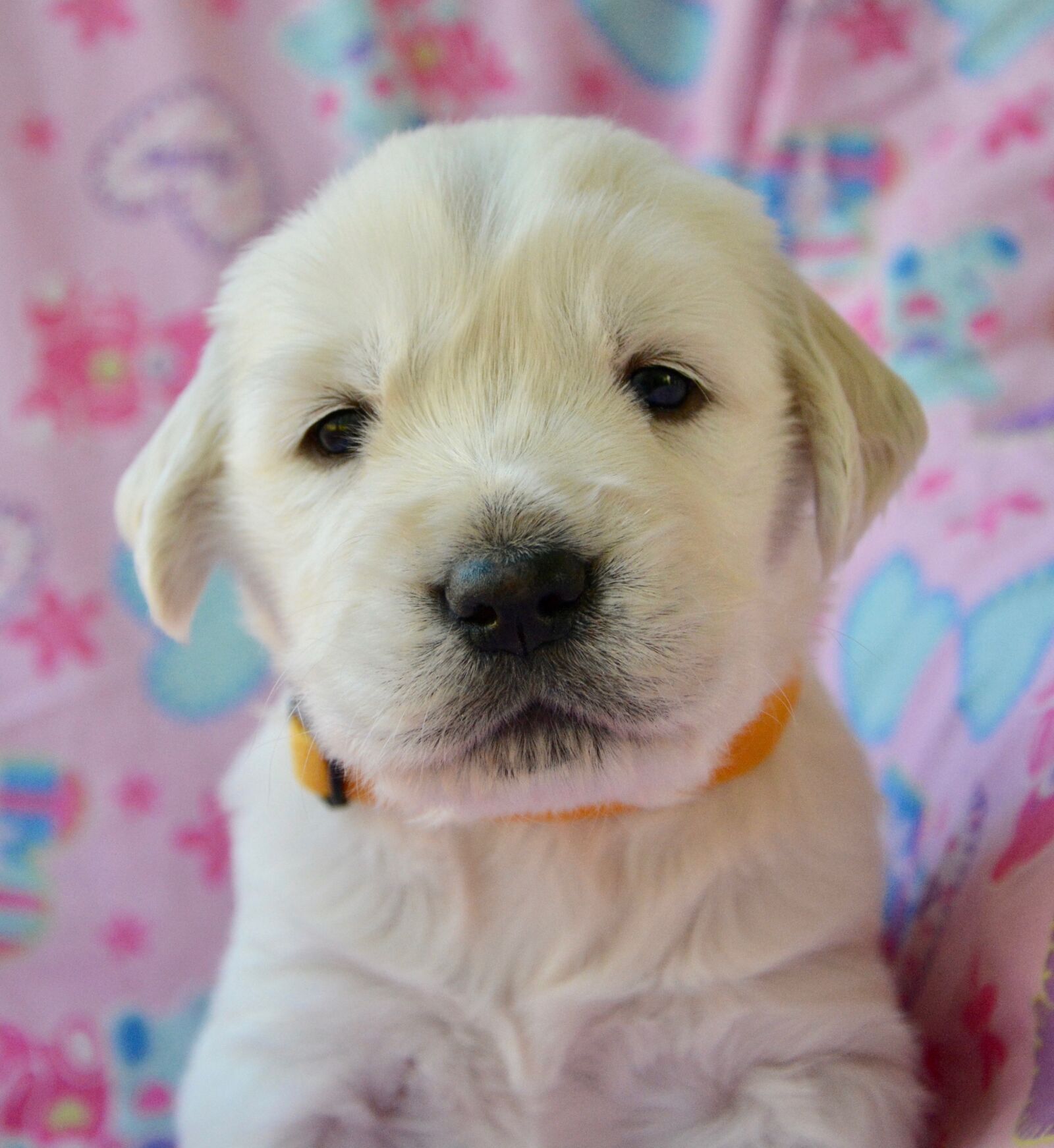 Nikon D5200 sample photo. Puppy dog, pup, bitch photography