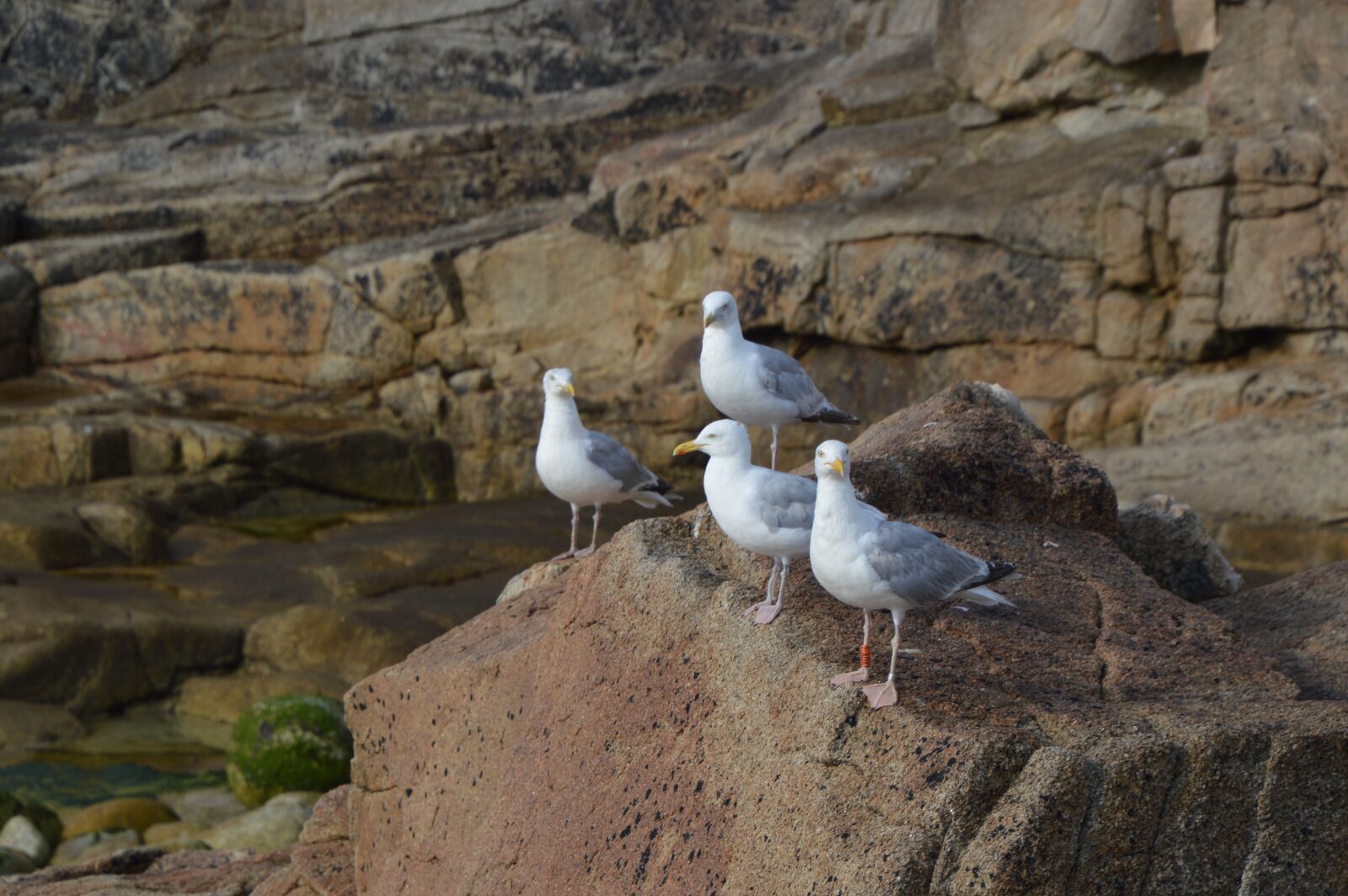 Nikon D3200 sample photo. Sea, seagull, brittany photography