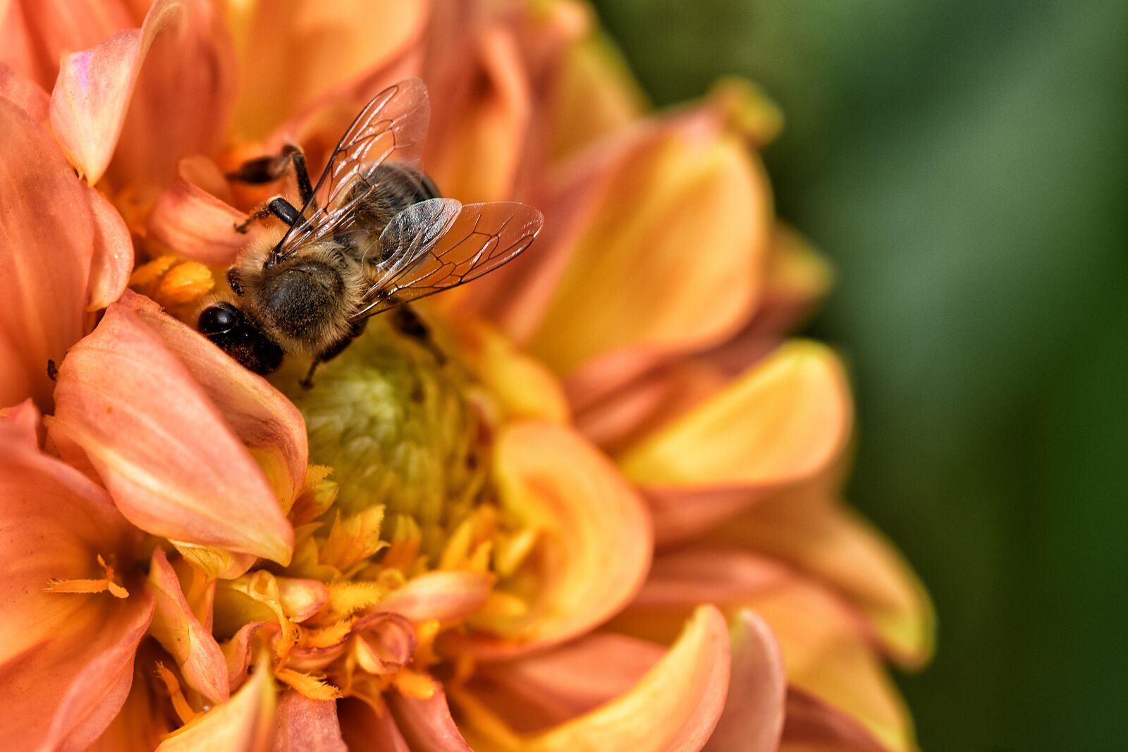 Nikon D7200 sample photo. Dahlia, bee, summer photography