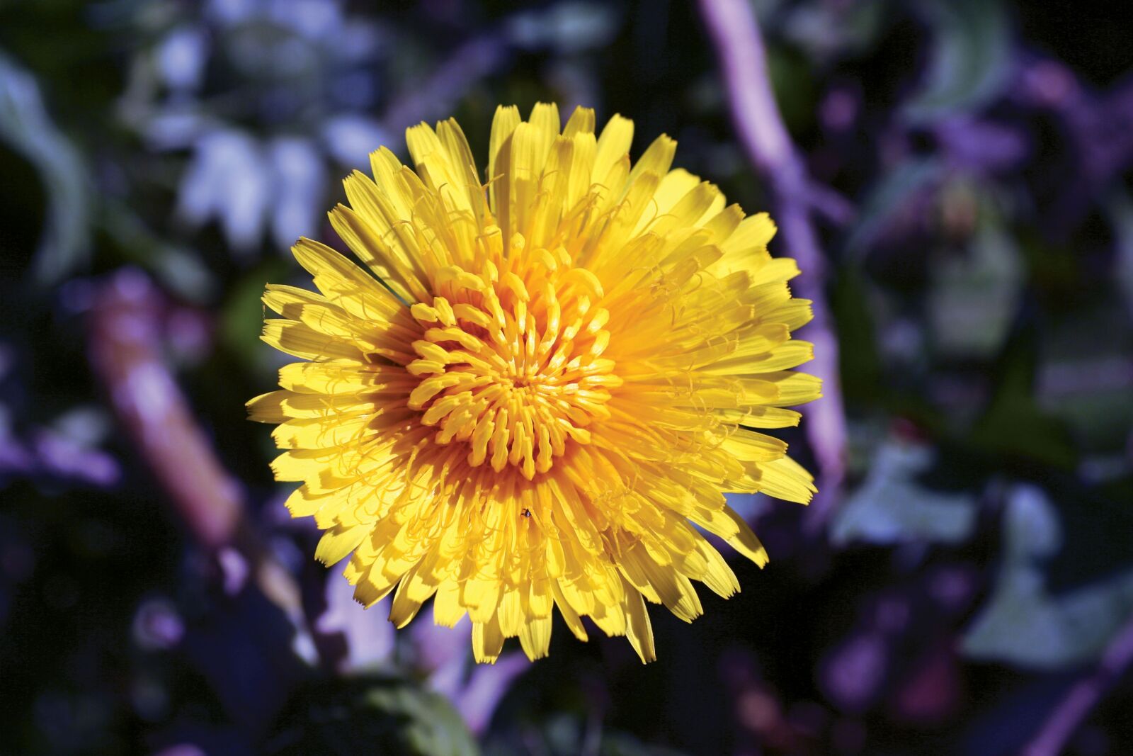 Canon EOS 350D (EOS Digital Rebel XT / EOS Kiss Digital N) sample photo. Dandelion, flower, dew photography