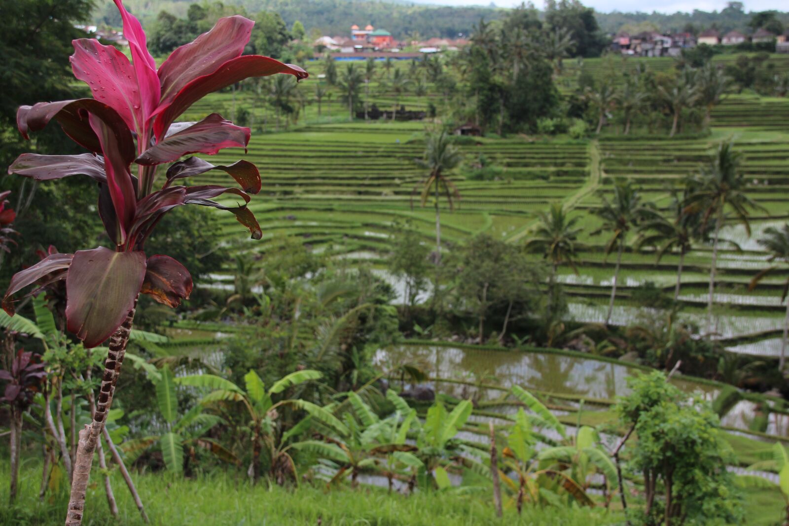 Canon EOS 600D (Rebel EOS T3i / EOS Kiss X5) sample photo. Bali, rice terrace, indonesia photography