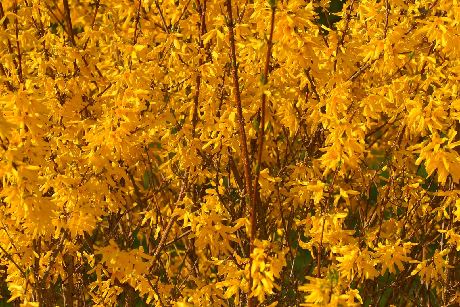 Sony a99 II sample photo. Flowers, yellow, yellow flowers photography