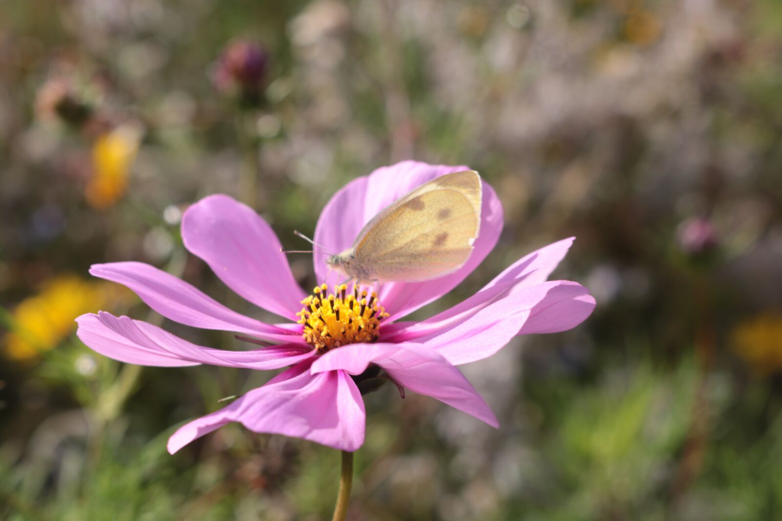 Canon EOS 750D (EOS Rebel T6i / EOS Kiss X8i) sample photo. Flower, butterfly, pink photography