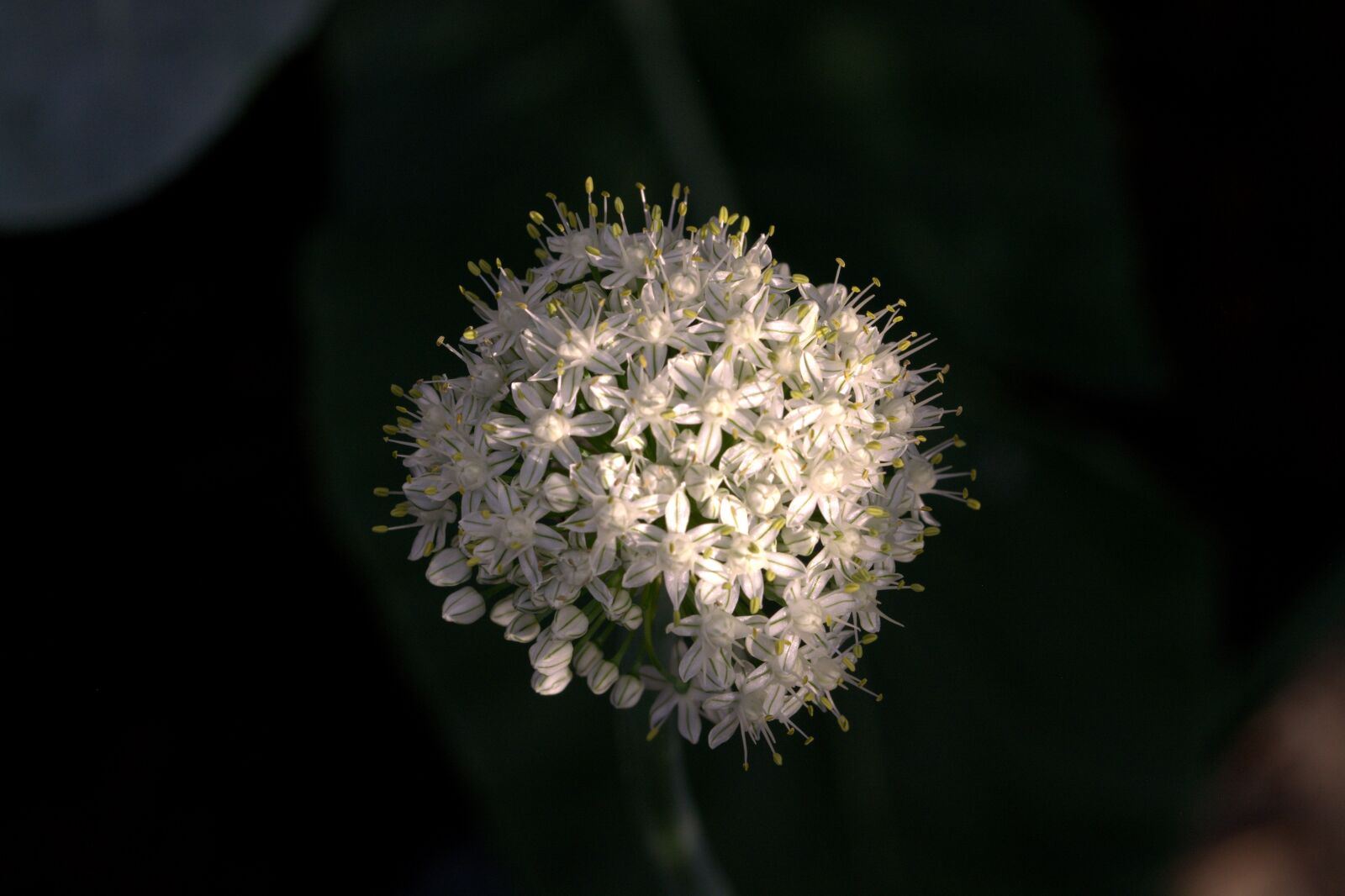 Nikon D5200 sample photo. Onion, onion blossom, allium photography