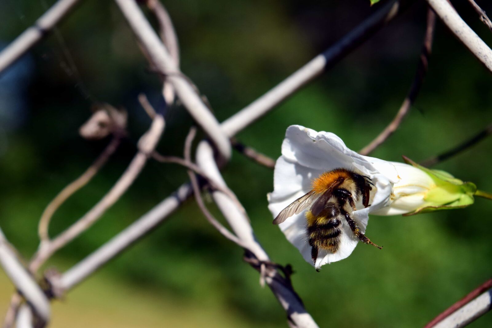 Nikon D3300 sample photo. Insect, nature, tree, bee photography