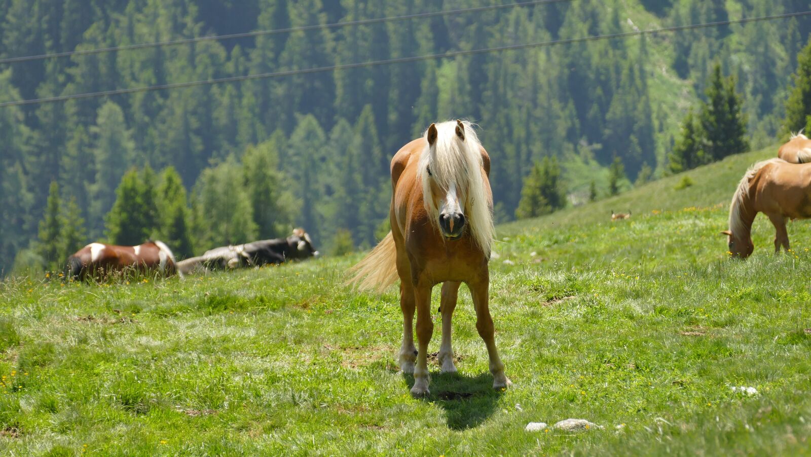 Panasonic Lumix DMC-FZ1000 sample photo. Horse, haflinger, south tyrol photography
