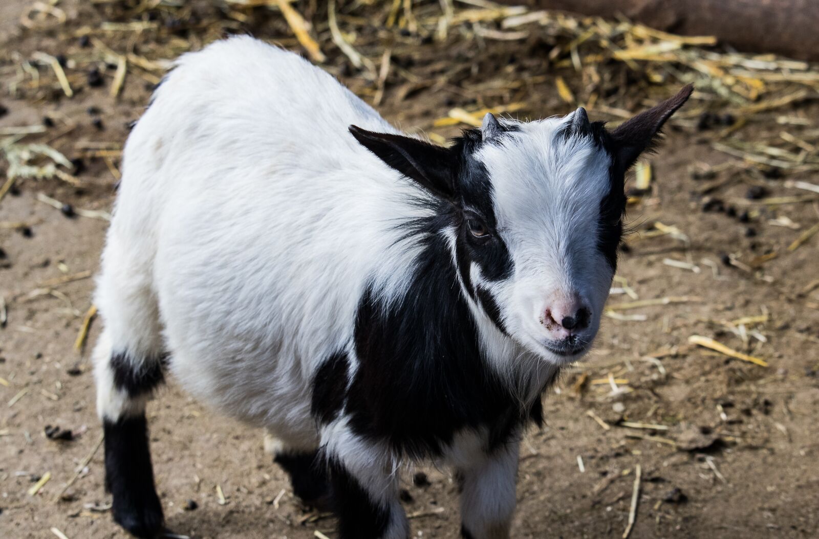 Canon EF-S 55-250mm F4-5.6 IS STM sample photo. Goat, mammal, animal photography