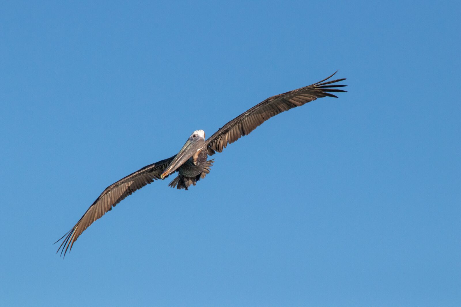 Canon EF 70-300mm F4-5.6 IS USM sample photo. Nature, birds, pelikan photography