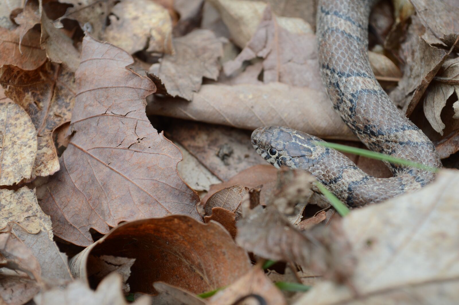 Nikon D3200 sample photo. Snake, leaves, nature photography
