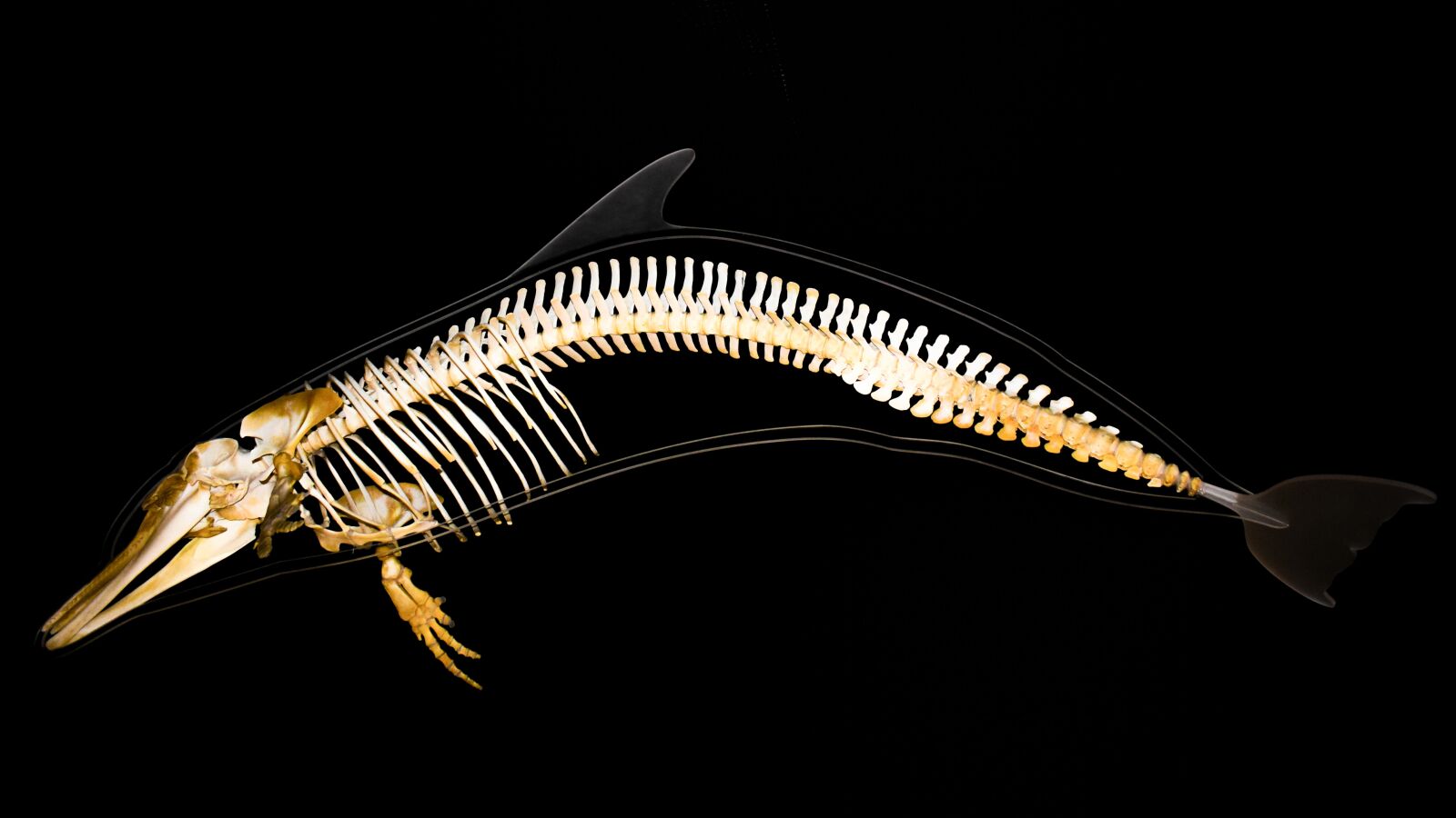 Nikon D3300 sample photo. Dolphin, skeleton, anatomy photography