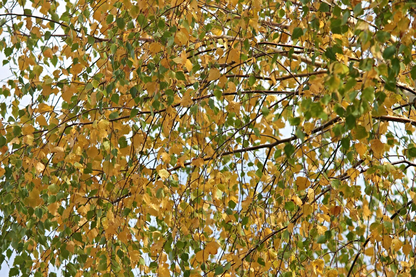 Canon EOS 1100D (EOS Rebel T3 / EOS Kiss X50) sample photo. Birch, firs, autumn photography