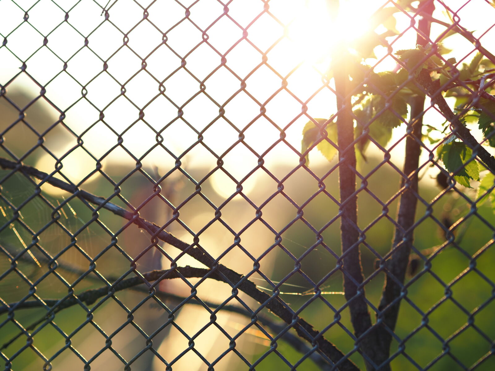 Olympus OM-D E-M1X sample photo