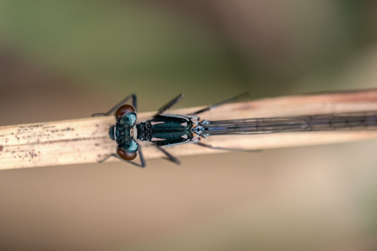 Fujifilm XF 80mm F2.8 R LM OIS WR Macro sample photo. Norfolk damselfly, coenagrion armatum photography