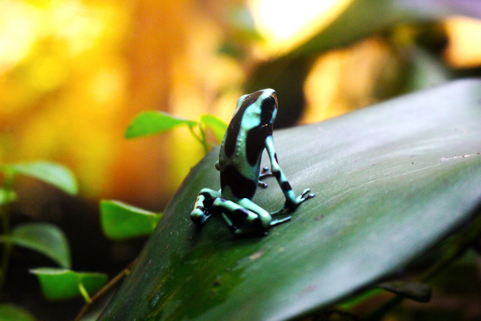 Canon EOS 700D (EOS Rebel T5i / EOS Kiss X7i) sample photo. Frog, tropical, exotic photography