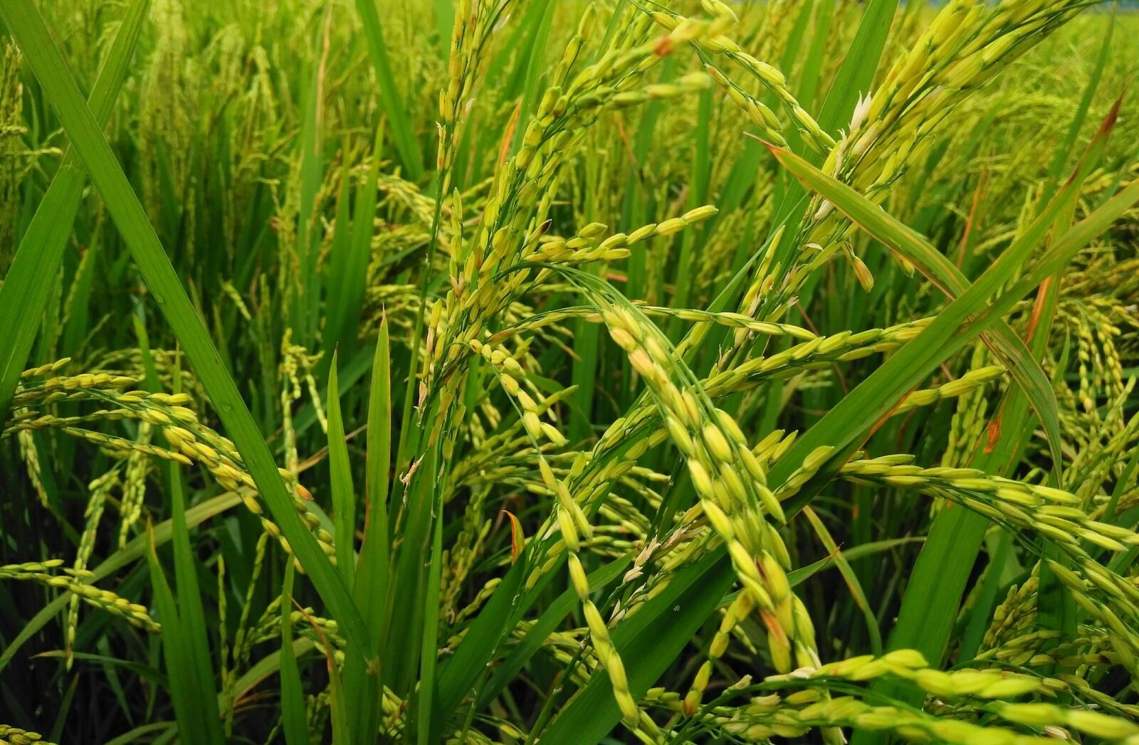 Xiaomi Redmi 4 Pro sample photo. Plant, nature, bloom photography