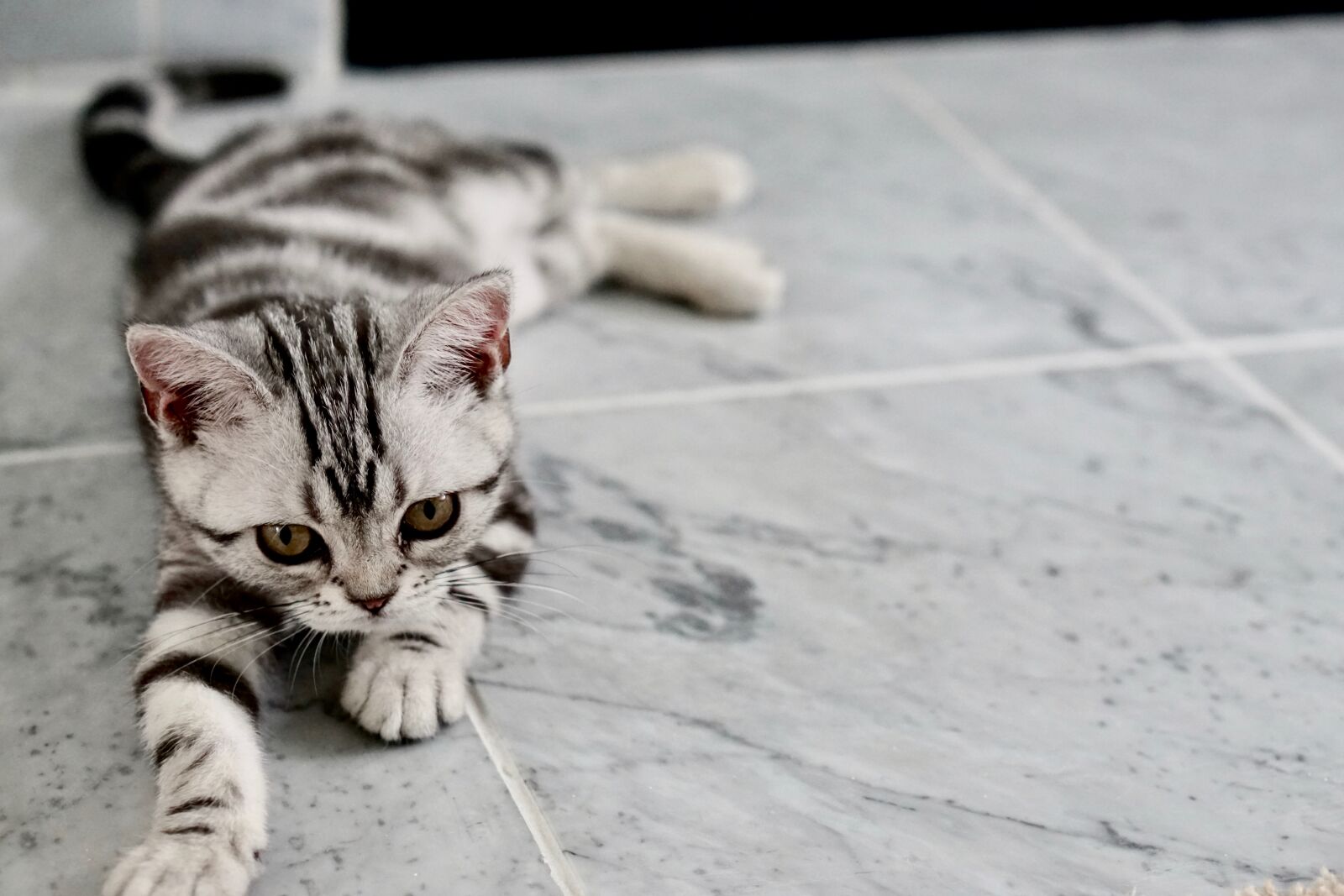 Sony a5100 sample photo. Adorable, animal, baby, beautiful photography