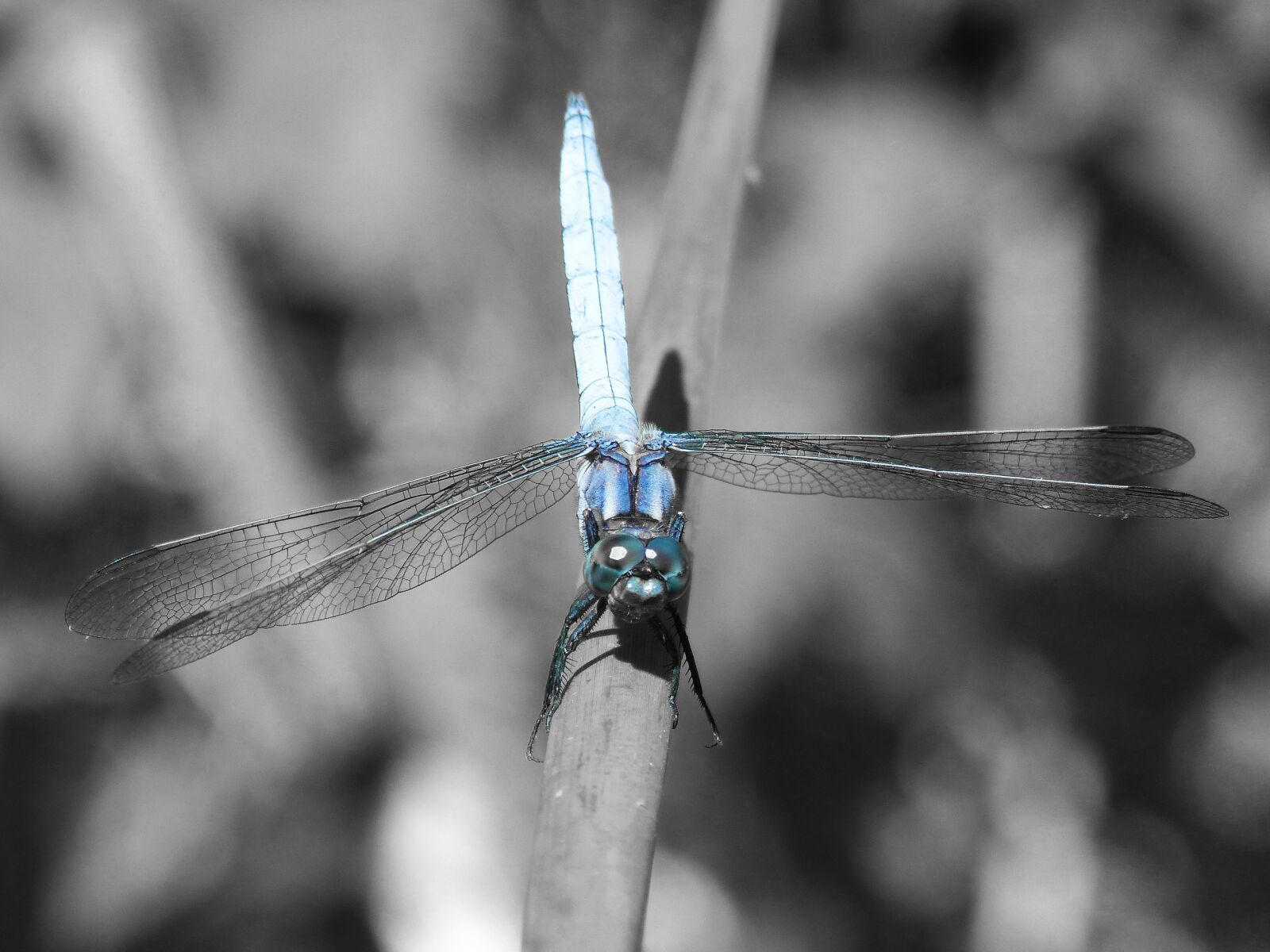 Panasonic DMC-FZ62 sample photo. Blue dragonfly, stem, wetland photography