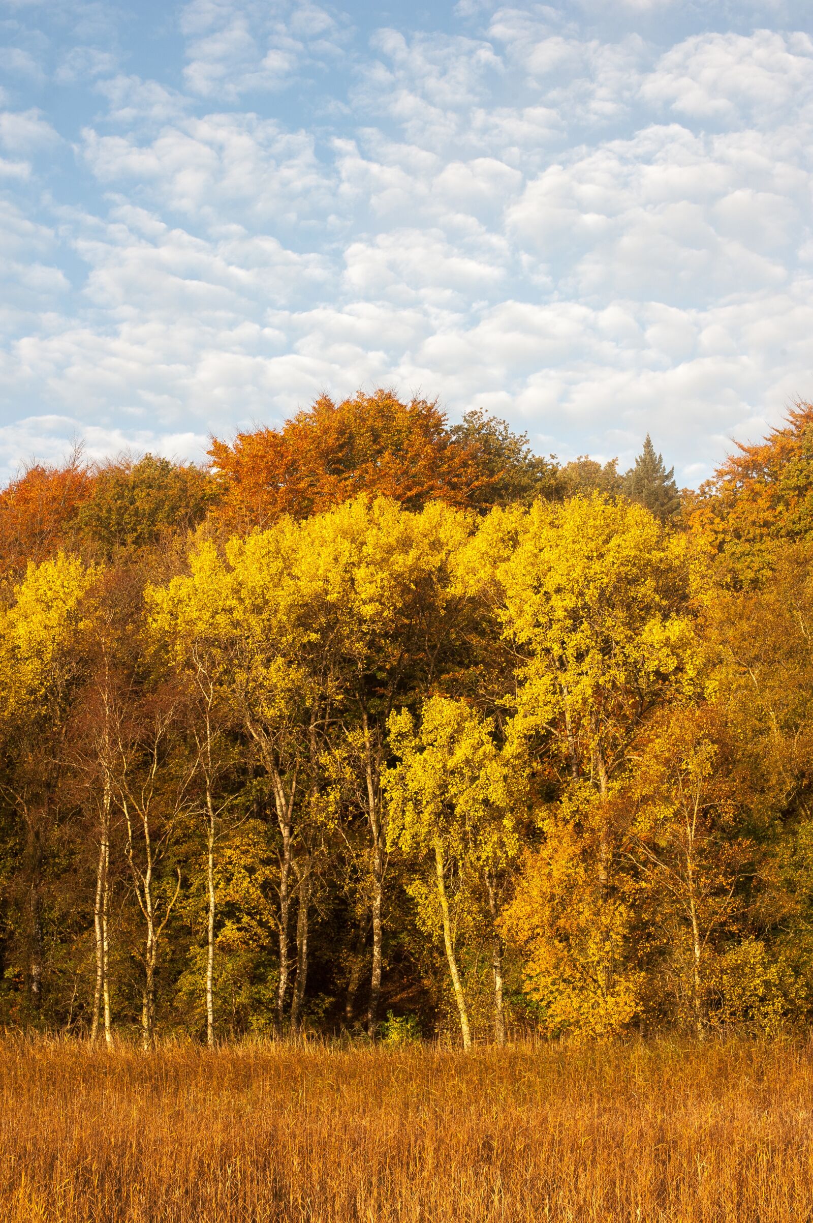 Nikon D700 sample photo. Forest, trees, autumn photography