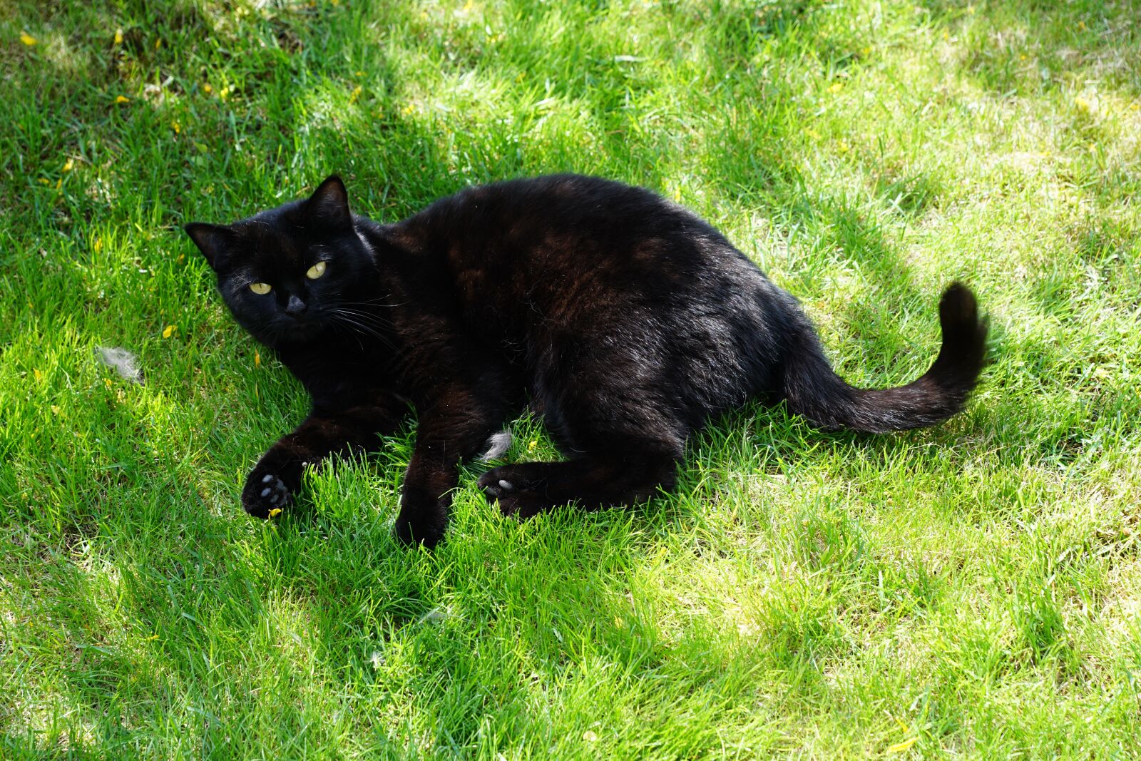 Sony ILCA-77M2 sample photo. Cat, black, animal photography