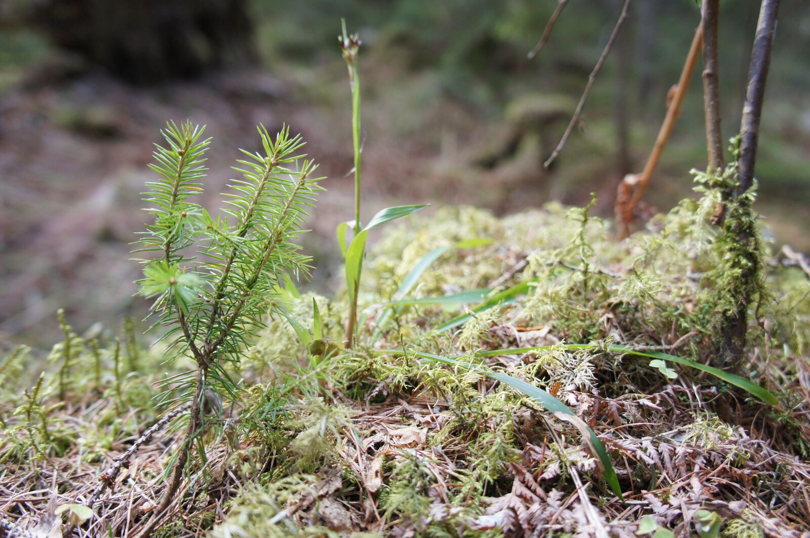 Sony Alpha NEX-C3 sample photo. Forest, moss, north photography