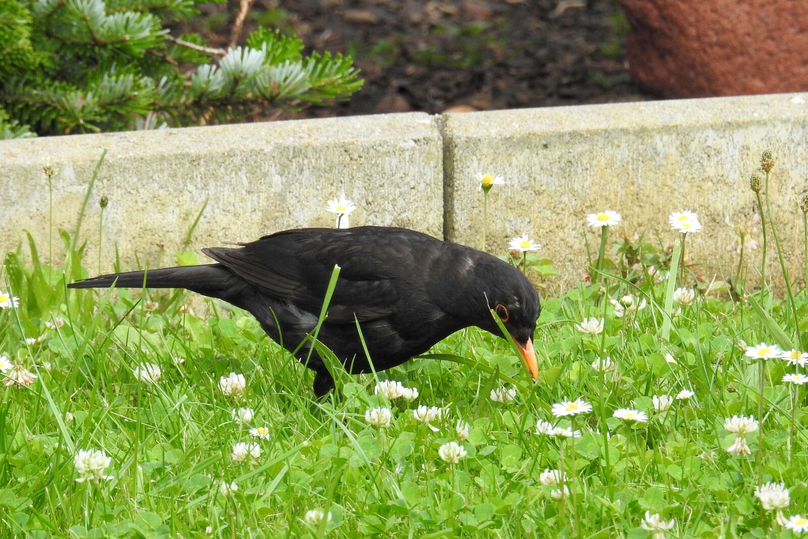 Nikon Coolpix P900 sample photo. Blackbird, blackbird male, bird photography