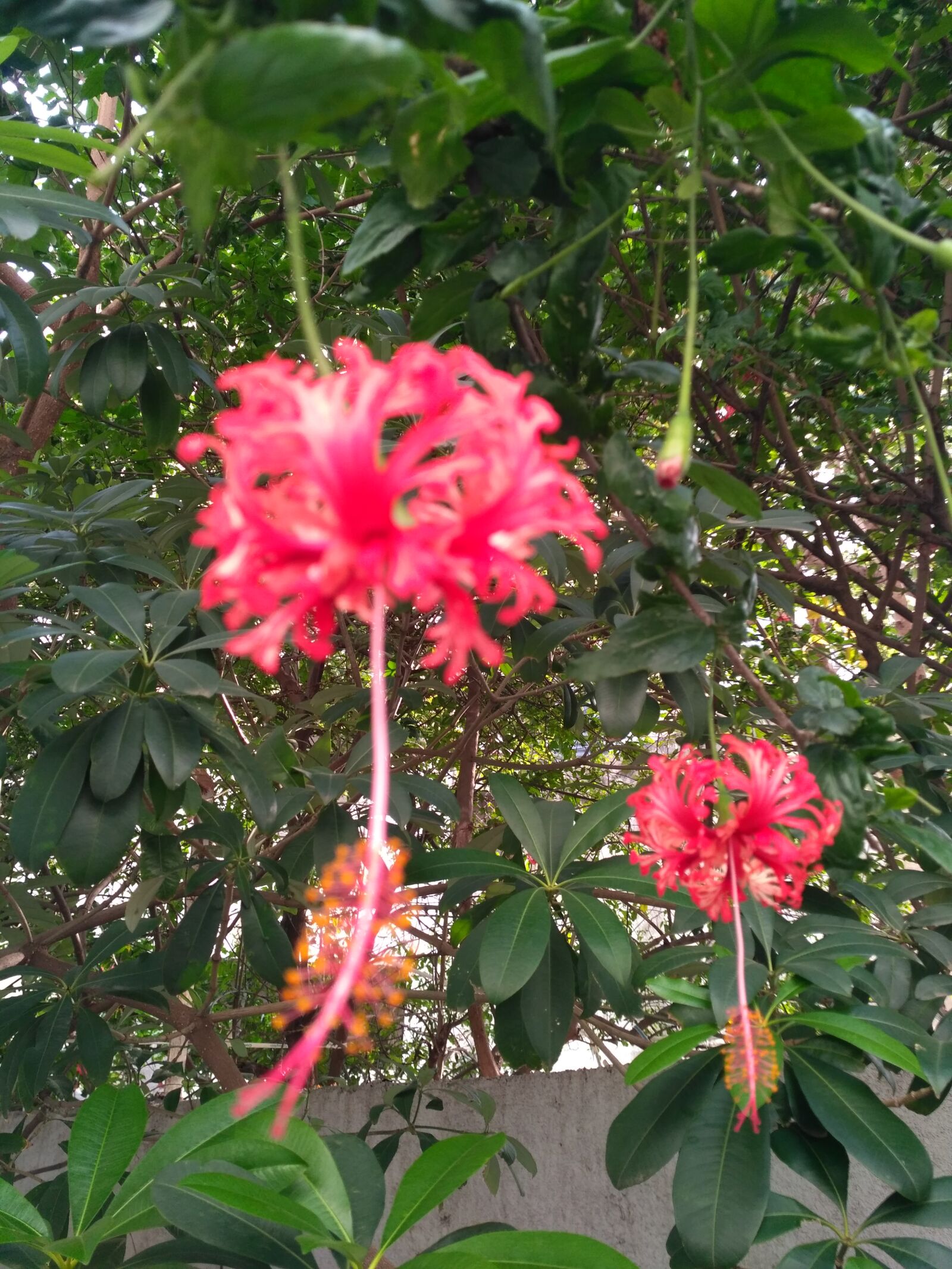 Xiaomi Redmi 3S sample photo