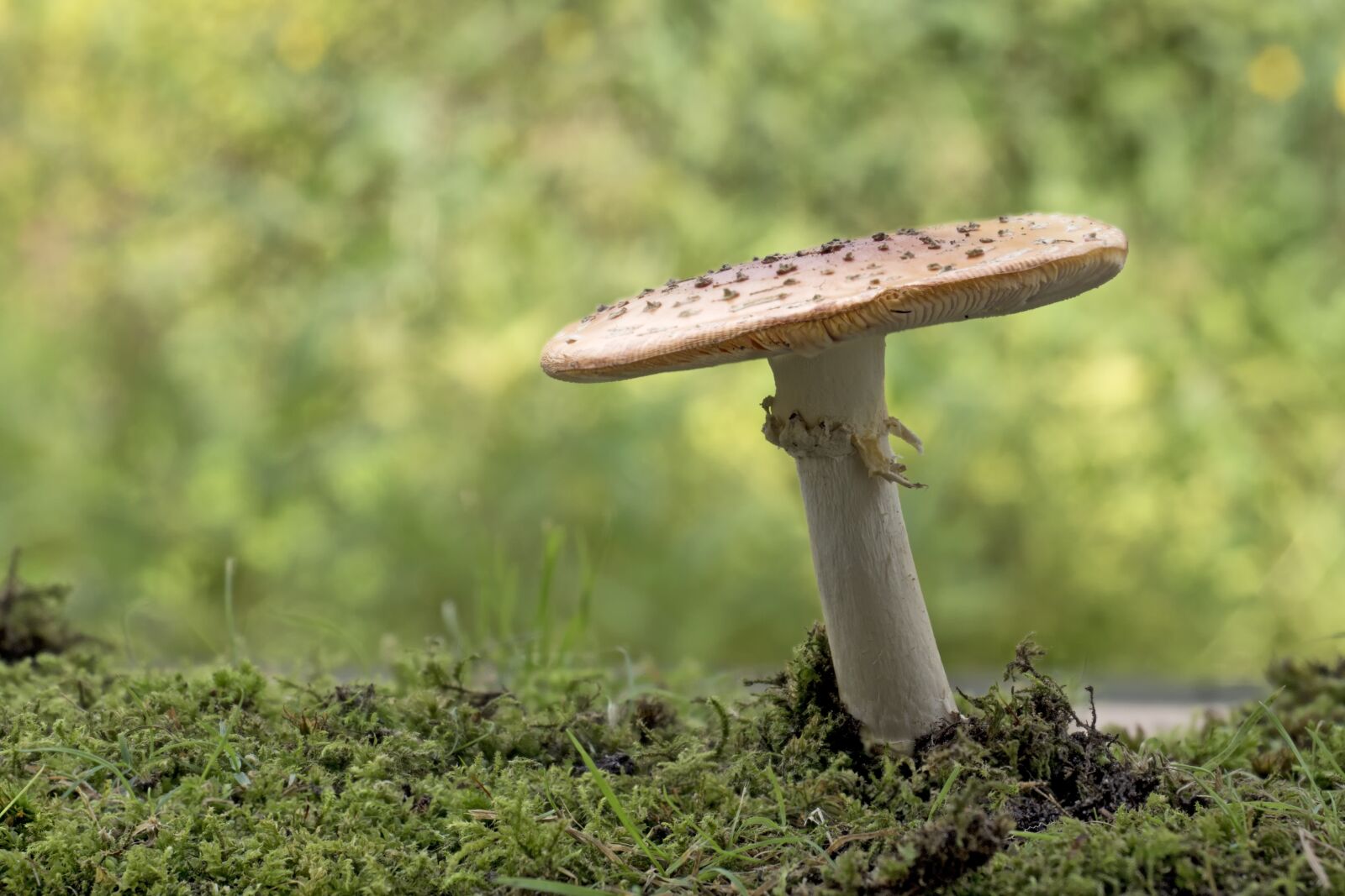 Olympus OM-D E-M5 II + Olympus M.Zuiko Digital ED 12-40mm F2.8 Pro sample photo. Matryoshka, yellow fly agaric photography