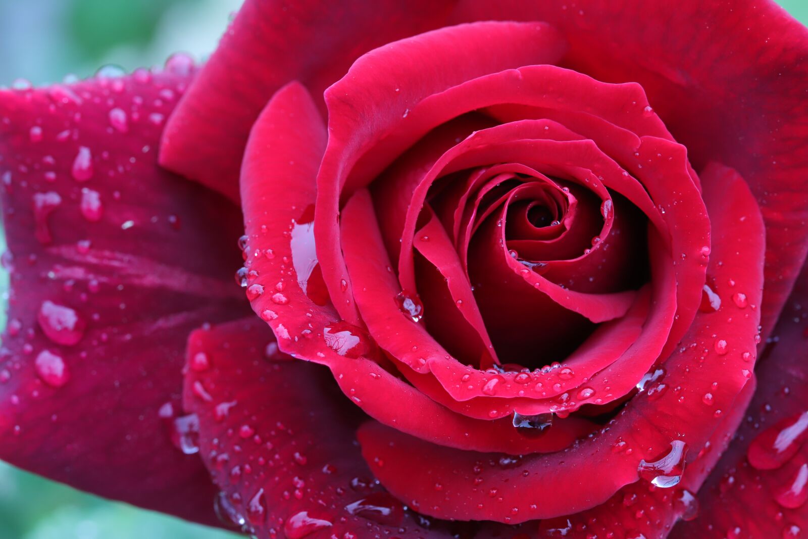 Canon EOS 6D Mark II sample photo. Rose, flowers, nature photography