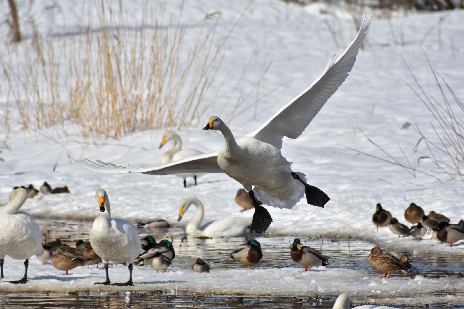 Nikon D7200 sample photo. Animal, lake, waterside photography